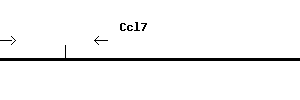 Mouse Ccl7 qPCR primer set (NM_013654)
