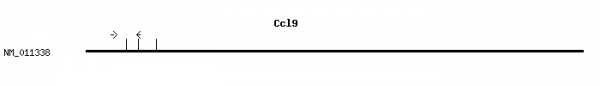 Mouse Ccl9 qPCR primer set (NM_011338)