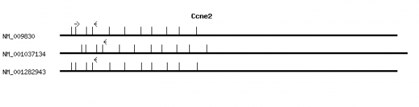 Mouse Ccne2 qPCR primer set (NM_009830)