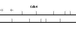 Mouse Cdk4 qPCR primer set (NM_009870)