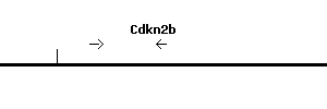 Mouse Cdkn2b qPCR primer set (NM_007670)