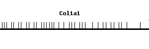 Mouse Col1a1 qPCR primer set (NM_007742)