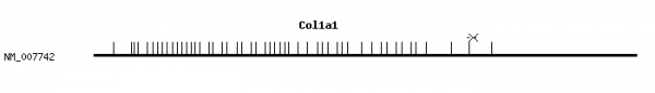 Mouse Col1a1 qPCR primer set (NM_007742)