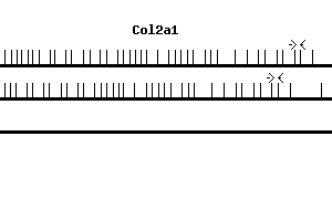 Mouse Col2a1 qPCR primer set (NM_031163)