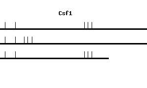 Mouse Csf1 qPCR primer set (NM_007778)
