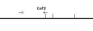 Mouse Csf2 qPCR primer set (NM_009969)