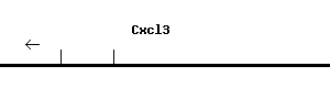 Mouse Cxcl3 qPCR primer set (NM_203320)