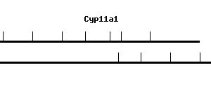 Mouse Cyp11a1 qPCR primer set (NM_019779)
