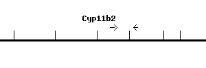 Mouse Cyp11b2 qPCR primer set (NM_009991)