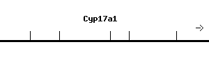 Mouse Cyp17a1 qPCR primer set (NM_007809)
