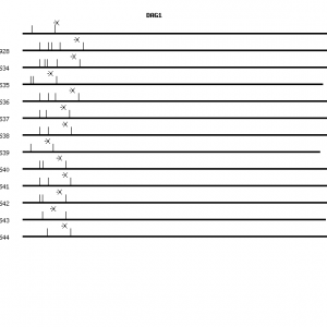 Human DAG1 qPCR primer set (NM_004393)