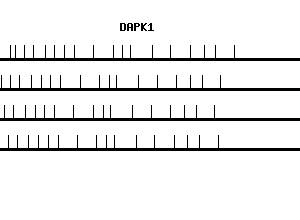 Human DAPK1 qPCR primer set (NM_004938)