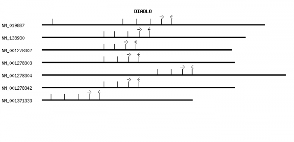Human DIABLO qPCR primer set (NM_019887)