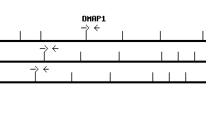 Human DMAP1 qPCR primer set (NM_019100)