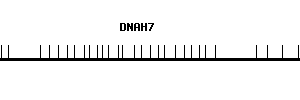 Human DNAH7 qPCR primer set (NM_018897)