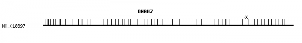 Human DNAH7 qPCR primer set (NM_018897)