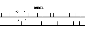 Human DNAI1 qPCR primer set (NM_012144)