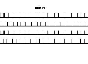 Human DNMT1 qPCR primer set (NM_001379)