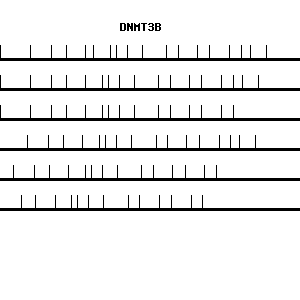 Human DNMT3B qPCR primer set (NM_006892)