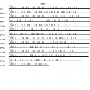 Human DOCK1 qPCR primer set (NM_001380)