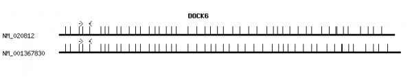 Human DOCK6 qPCR primer set (NM_020812)