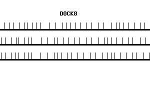 Human DOCK8 qPCR primer set (NM_203447)