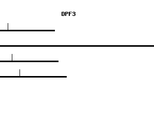 Human DPF3 qPCR primer set (NM_012074)