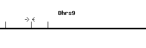 Mouse Dhrs9 qPCR primer set (NM_175512)