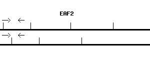 Human EAF2 qPCR primer set (NM_018456)