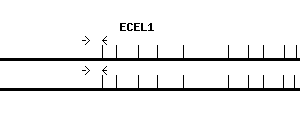 Human ECEL1 qPCR primer set (NM_004826)