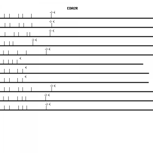 Human EDA2R qPCR primer set (NM_021783)