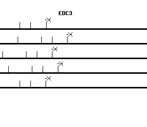 Human EDC3 qPCR primer set (NM_025083)