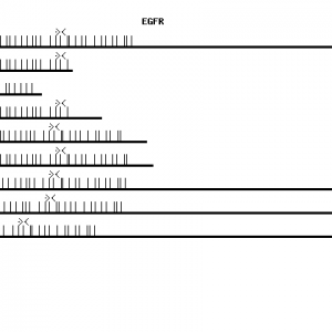 Human EGFR qPCR primer set (NM_005228)