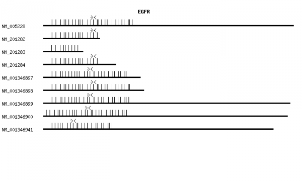 Human EGFR qPCR primer set (NM_005228)