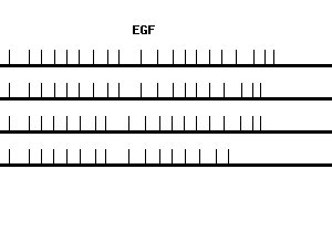 Human EGF qPCR primer set (NM_001963)