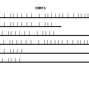 Human EHMT1 qPCR primer set (NM_024757)