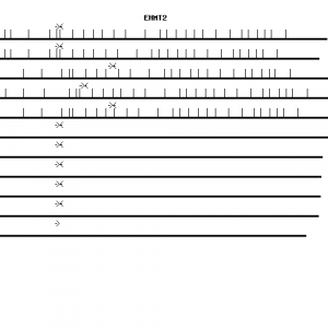Human EHMT2 qPCR primer set (NM_006709)