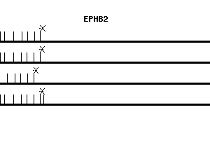 Human EPHB2 qPCR primer set (NM_004442)