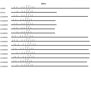 Human ERCC1 qPCR primer set (NM_001983)