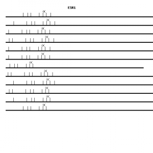 Human ESR1 qPCR primer set (NM_000125)