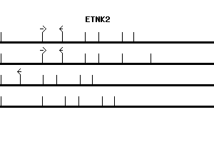 Human ETNK2 qPCR primer set (NM_018208)