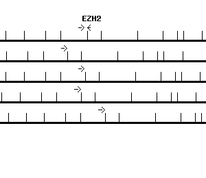 Human EZH2 qPCR primer set (NM_004456)