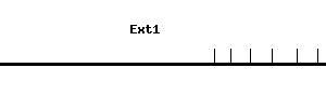 Mouse Ext1 qPCR primer set (NM_010162)