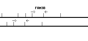 Human FAM3B qPCR primer set (NM_058186)