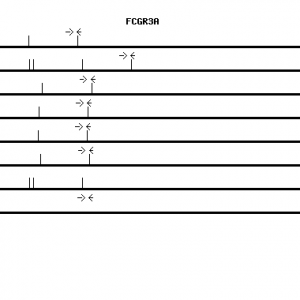 Human FCGR3A qPCR primer set (NM_000569)