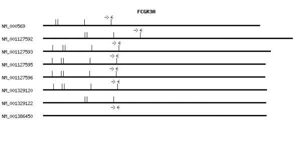 Human FCGR3A qPCR primer set (NM_000569)