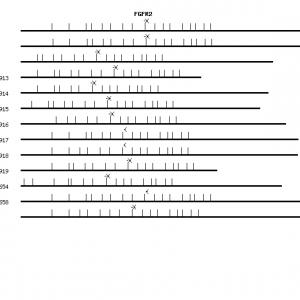 Human FGFR2 qPCR primer set (NM_000141)