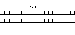 Human FLT3 qPCR primer set (NM_004119)
