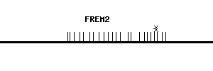 Human FREM2 qPCR primer set (NM_207361)