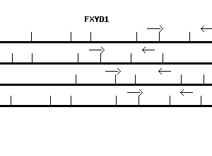 Human FXYD1 qPCR primer set (NM_005031)